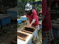 Download Lagu Panen bersama Mitra Madu APIK #panen #viralshort #viral #shortvideo #short #short #wisata #rekreasi