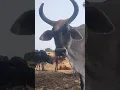 Download Lagu dev hoy to dahko ave #song #newsong #music #cow #kankrejcow