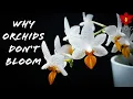 Download Lagu 7 Reasons Why Your Orchid doesn't Bloom! | Orchid Care for Beginners