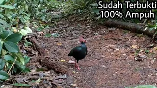 suara pikat puyuh sengayan sudah terbukti berhasil