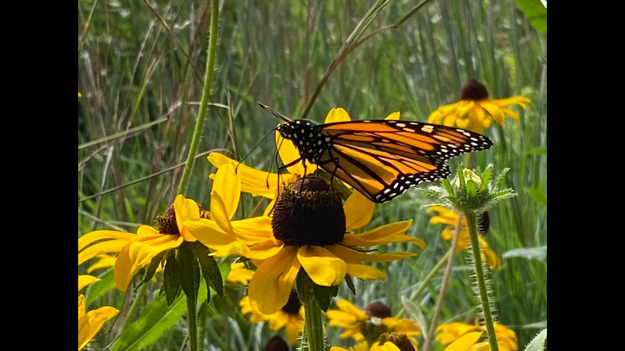 Doug Tallamy Presents His NYT Best Seller "Nature's Best Hope" Restoring Habitat In Every Yard
