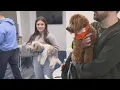 Pittsburgh-area pooches playing in the Puppy Bowl