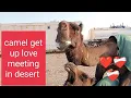 Download Lagu Camel Get Up Love in Desert | New video in Kuwait desert