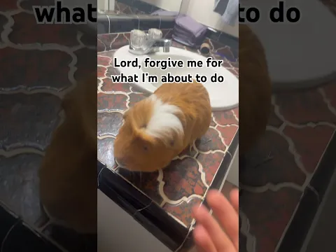 All fun and games till he bites #funny #guineapig ￼