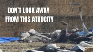 This Is What They Call Humane A National Disgrace 