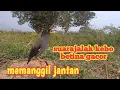 Download Lagu suara JALAK KEBO pikat betina isian mewah,cocok untuk memanggil jantan dan masteran