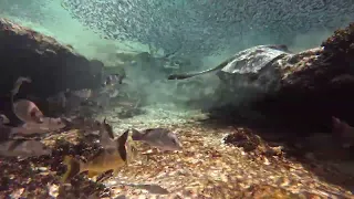 Oddly Satisfying Underwater Time Lapse