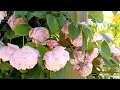 Download Lagu Beautiful Rosa 'Mary Delany' AKA Rosa 'Mortimer Sackler' climbing rose growing over an archway