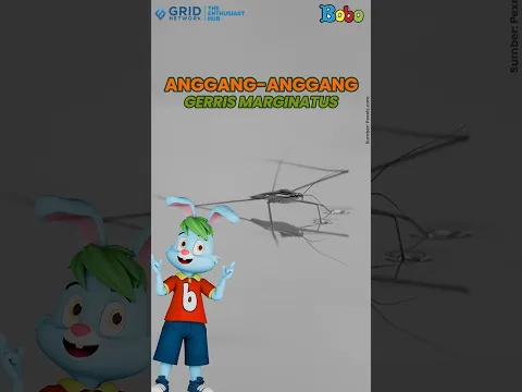 Apakah teman-teman tahu? Ada serangga yang bisa berjalan di atas air, lho!