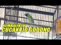 Download Lagu kembalinya CUCAK IJO GODONG - Ronald Owen