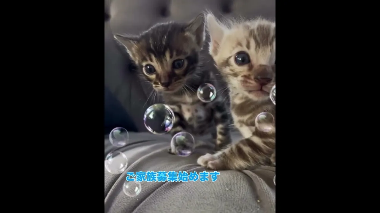 動画