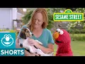 Sesame Street Elmo Helps a Puppy Find a Home with Dodo Kids