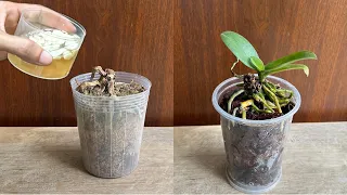 Chỉ cần một ly, Mọi Cây Lan Thối Rễ lập tức mọc mầm 