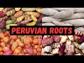 Lagu Beyond Potatoes: The Weirdly Spicy World of Andean Roots