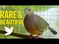 Download Lagu Merpati Kaisar Hijau 🕊️ | Burung Eksotis Langka \u0026 Indah di Kandang Burung