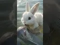 Download Lagu Heart Warming Story - Rabbit Saves Dolphin. #rabbitmax