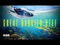 Great Barrier Reef BBC Select