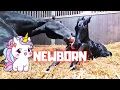 Download Lagu Newborn!! Birth of Reintje's foal! Long awaited. Is everything going well? | Friesian Horses