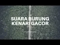 KENARI GACOR DURASI PENDEK.. #burungkicau #burungkenari #burunggacor