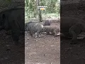 Download Lagu cara terbaru komodo dragon menerkam mangsanya?? #viralshort #pig #shortvidio #animals