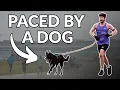 Lagu I Let My Dog Pick the Pace: No Watch 5K Race and a PB Attempt