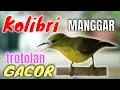 Download Lagu Suara burung kolibri manggar trotol gacor | pancingan korlap trotolan gacor