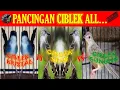 Pancingan semua jenis ciblek agar cepat gacorrr