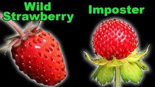 3 Native Strawberries and an Invasive Imposter