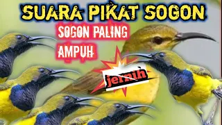 suara pikat sogon paling di cari pemikat sogon susah turun jahidchannel5459 