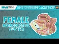 Anatomy of Female Reproductive System Model