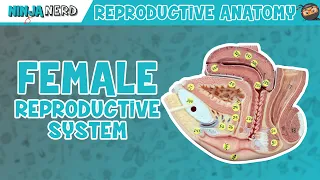 Download Anatomy of Female Reproductive System | Model MP3