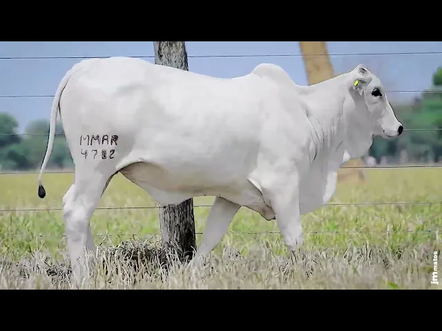 Novilha Nelore MMAR - 4782