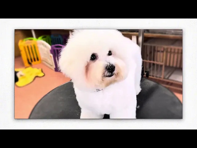 動画