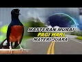 🔴 LIVE 08 - Masteran Murai Batu Pagi Hari Full Isian Tembakan Panjang cocok buat Murai trotol