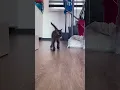 Download Lagu Kumi and her mini-me #cat #kitten #cutecats #catshorts #adorablecats #cute #catvideos #catlife #meow