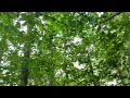 Bear hunting in North Ga