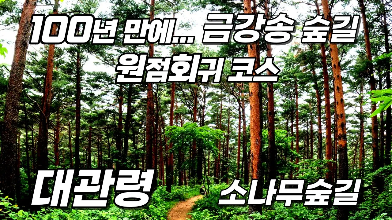 대관령 금강소나무 숲 힐링 트레킹 코스 _ 100년 간 관리된 아름다운 숲 _ 쾌적하고 싱그러운 황금 빛 금강송 길을 따라 원점회귀 _ 축구장 571개의 면적 サムネイル