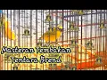 Download Lagu Masteran pleci Tembakan Brend Rapet Cocok Untuk G16