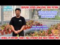 Download Lagu MENEMUKAN PETANI DESA YANG TERNYATA LAGI PANEN AGLONEMA FULL KOLEKSIAN‼️