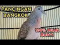 Download Lagu PANCINGAN PERKUTUT BANGKOK GACOR AGAR BUNYI PASTI LANGSUNG PADA BUNYI 