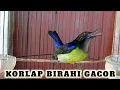 Download Lagu Wiceh / kolibri manggar gacor