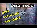Suara Murai Kawin MP3 Pancing Murai Kawin