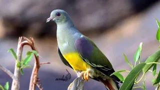 صوت القمري دندنها