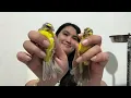 CUMA 300ribuan BURUNG IMPORT MOZAMBIK   9-12-2025 JANTAN BETINA READY