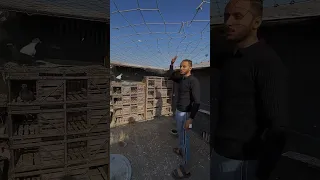 The Crow Drove The Pigeons Away From The Tower Ahmed Al Sayed 