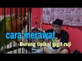 Download Lagu TIPS perawatan LB ngekek sambil gigit rujii