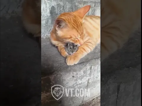 If Animals Could Talk #3 😂