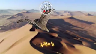     اسمع يالي أتريد اطياحي  ترند  بهاء السعيطي   اغاني بدويه  تريد طياحي دندنها