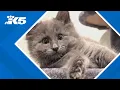 Have you seen this kitten He was stolen from a Lynnwood adoption room says a local rescue