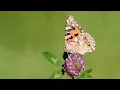 Download Lagu Mijn tuin met inheemse planten (2021)
